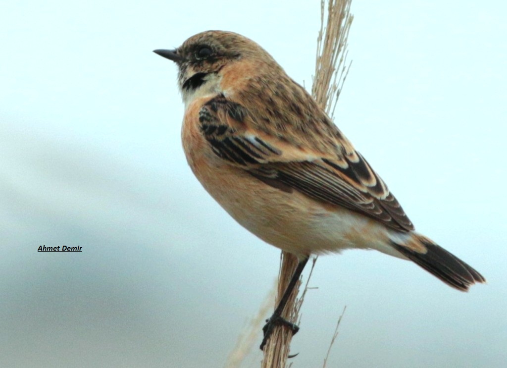 Siberian Stonechat — Ana fotoğraf
